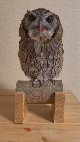 ごはんが引っかかっちゃった銀くん