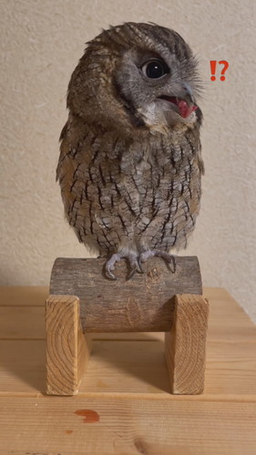 ごはんが引っかかっちゃった銀くん