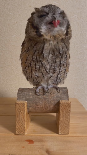 ごはんが引っかかっちゃった銀くん