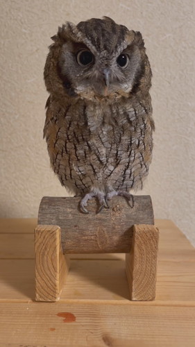 ごはんが引っかかっちゃった銀くん