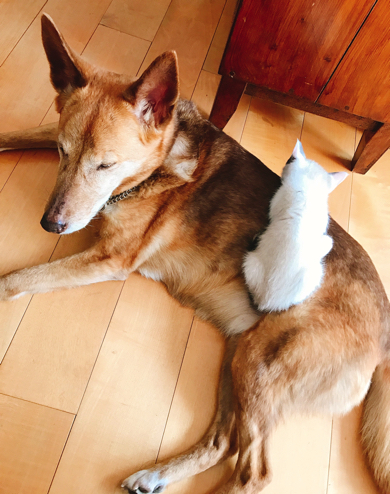 ケガをしていた子猫を見守るワンコ