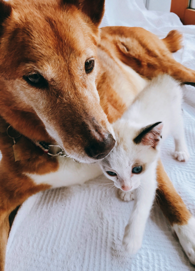 親子のような子猫とワンコ