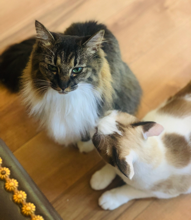 渋い顔の猫ちゃん