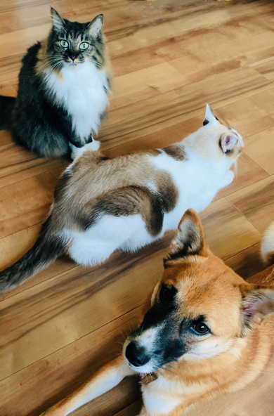 おやつまちをしているワンコと猫ちゃん