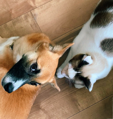 猫ちゃんに起こされたワンコ