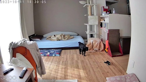 こたつ出てくる猫のキョロキョロ