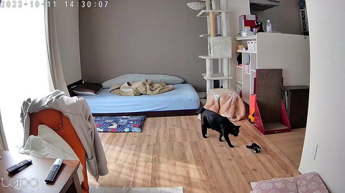 こたつ出てくる猫