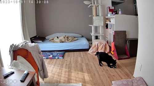 こたつ出てくる猫のキョロキョロ