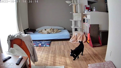 こたつ出てくる猫のキョロキョロ