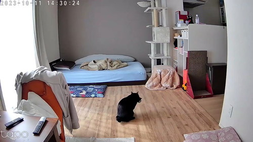 こたつ出てくる猫のキョロキョロ