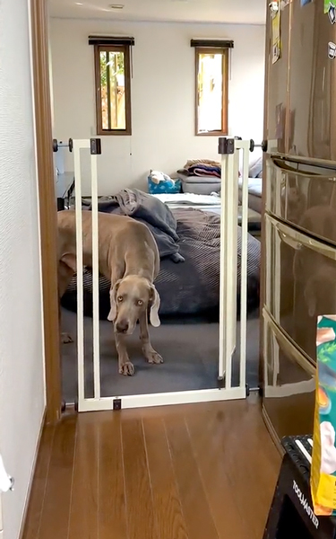 侵入禁止のキッチンに入ってくるワンコ