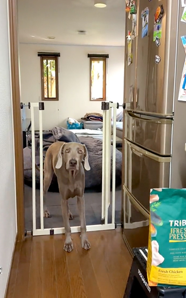 侵入禁止のキッチンに入ってくるワンコ