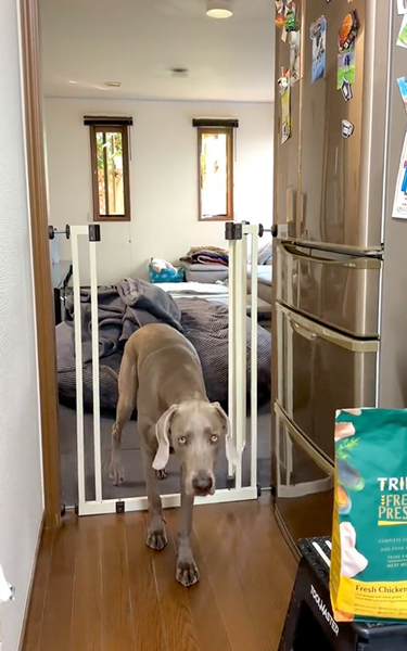 侵入禁止のキッチンに入ってくるワンコ