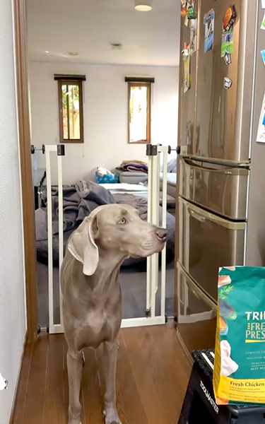 侵入禁止のキッチンに入ってくるワンコ