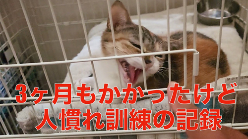保護猫が触らせてくれるようになるまで