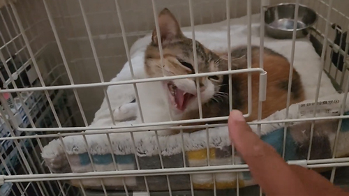 保護猫が触らせてくれるようになるまで