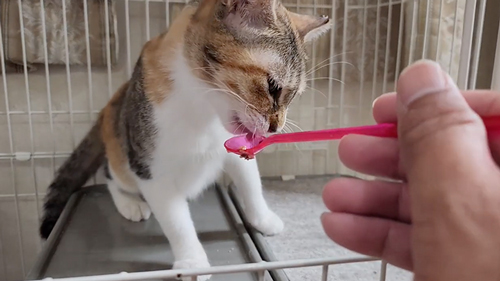 保護猫が触らせてくれるようになるまで