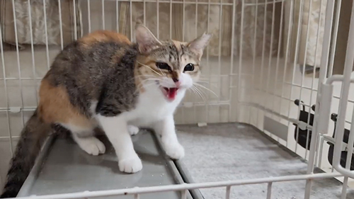 保護猫が触らせてくれるようになるまで