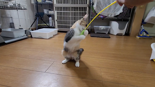 保護猫が触らせてくれるようになるまで