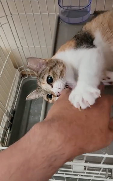 保護猫が触らせてくれるようになるまで