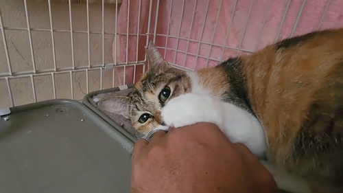 保護猫が触らせてくれるようになるまで