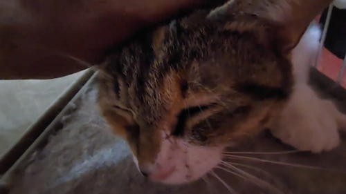 保護猫が触らせてくれるようになるまで