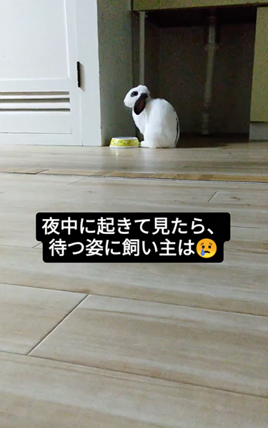 水入れの前でじっと待つうさぎ