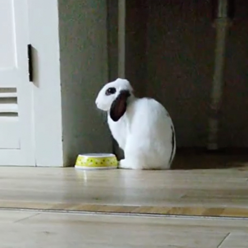 水入れの前でじっと待つうさぎ