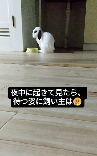水入れの前でじっと待つうさぎ