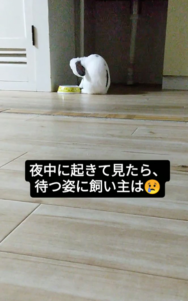 水入れの前でじっと待つうさぎ