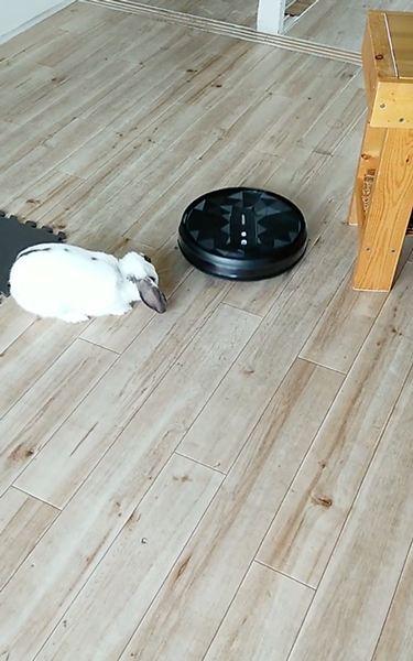 掃除機ロボットと初対面