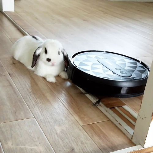 掃除機ロボットとうさぎ