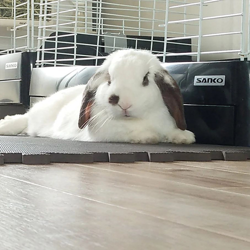 食後のリラックスタイム