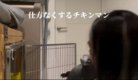 仕方なくなするチキンマン