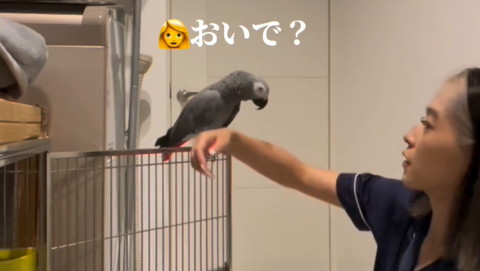 おいで