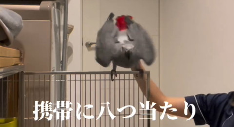 飛ぼうとする鳥