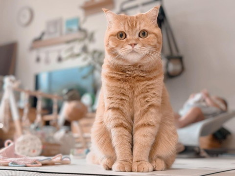 お座りしてる猫ちゃん