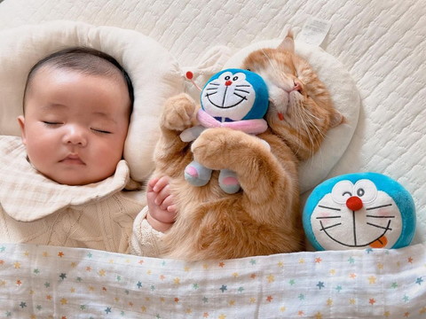ドラえもん抱いてる猫