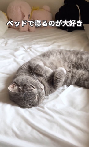 猫とシーツあるある