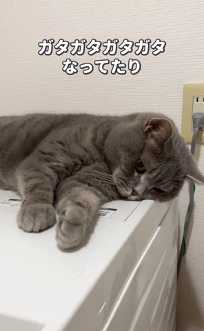 ガタガタなってたりテロップ