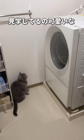 見学しているの可愛いなテロップ