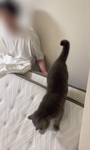 マットレスに乗る猫