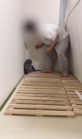 猫におびえる飼い主