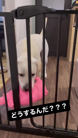 困惑するイソくん