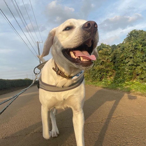 散歩するイソくん