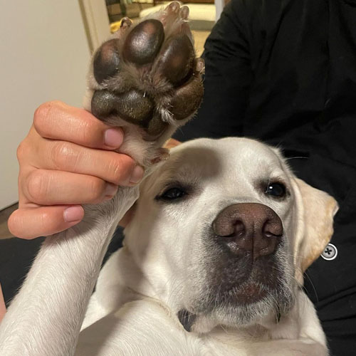 肉球を見せるイソくん