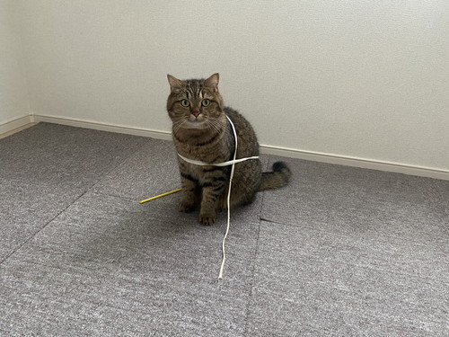 ヒモが絡まった猫