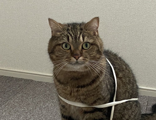 見つめる猫