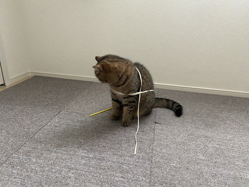 持ち手を見る猫