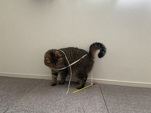 ひもが巻かれた猫